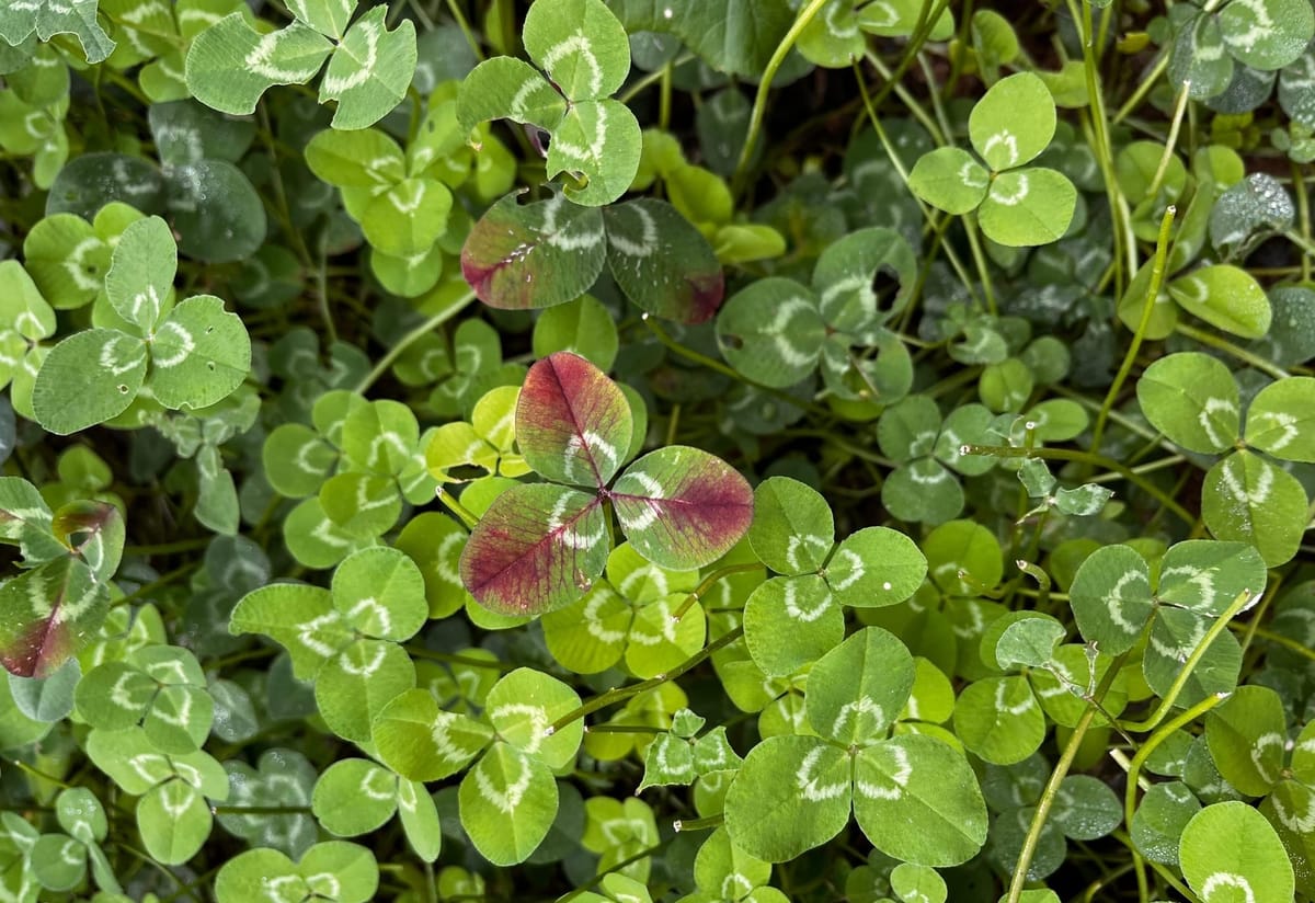 About Faithful Focus Media